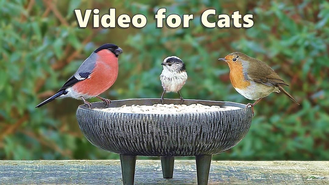 Videos for Cats to Watch Birds - Garden Bird Extravaganza - 8 Hours NEW ✅
