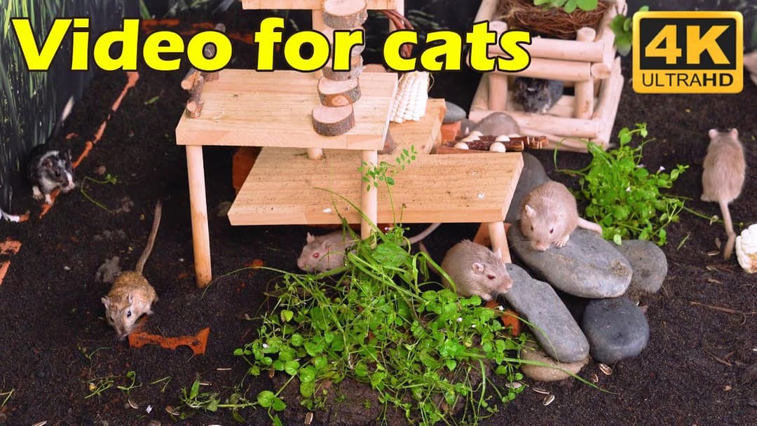 Cat TV: Tiny Mice Hide & Seek Fun in 4K Sandy Holes – Perfect for Feline Friends | Catflix