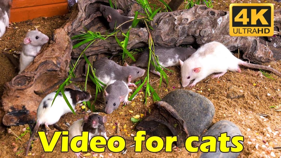 Cat TV: Tiny Mice Hide & Seek – The Ultimate Cat Entertainment Challenge | Catflix