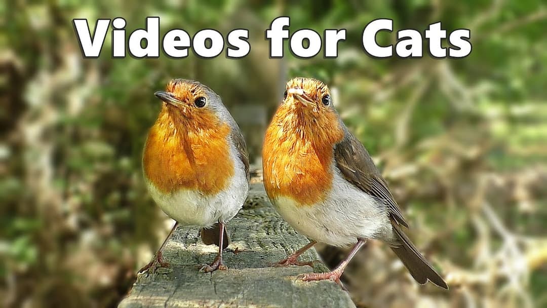 Videos for Cats and Dogs to Watch : Birds Spectacular