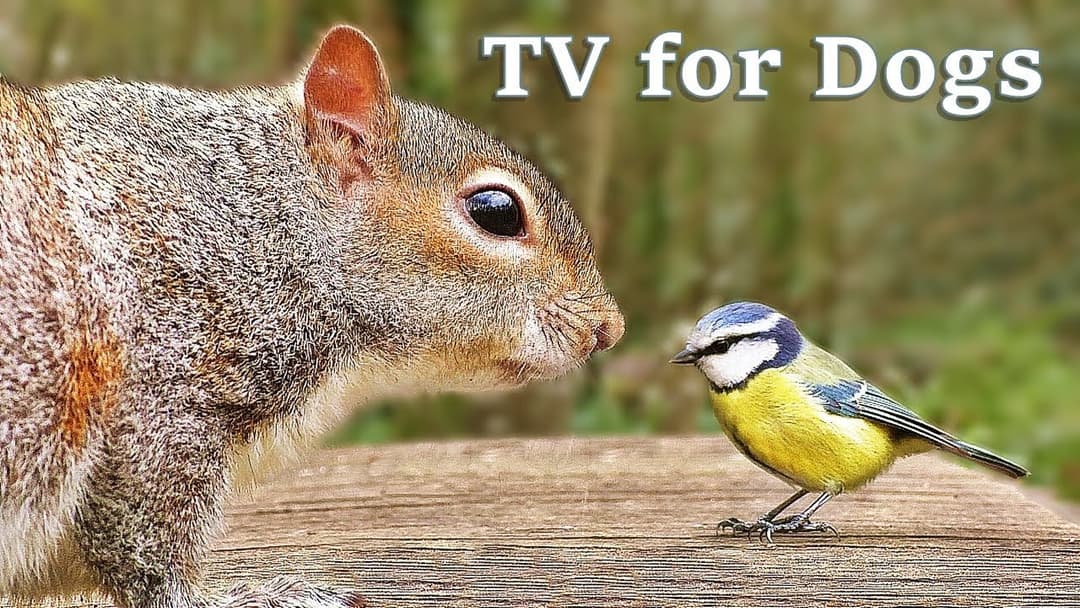 The Ultimate Video for Dogs : TV for Dogs - Fun in The Forest ✅