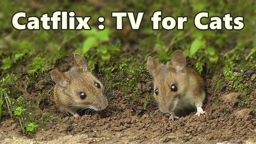 Cat TV ~ Mouse & Birds Fun ⭐ 8 HOURS of CATFLIX ⭐