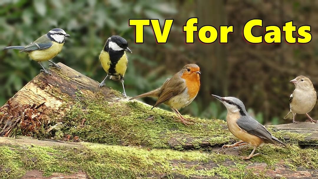 Cat TV ~ Ultimate Bird Watching Videos for Cats ⭐ 8 HOURS ⭐