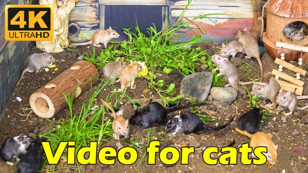 Cat TV: Hide & Seek in the Woods – Watch Cats Hunt Tiny Mice in Action! | Catflix